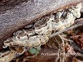 Auricularia mesenterica-amf1369-1